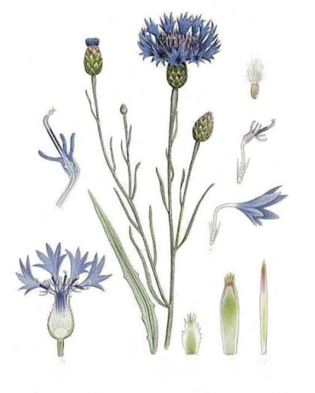 Illustration botanique de Bleuet