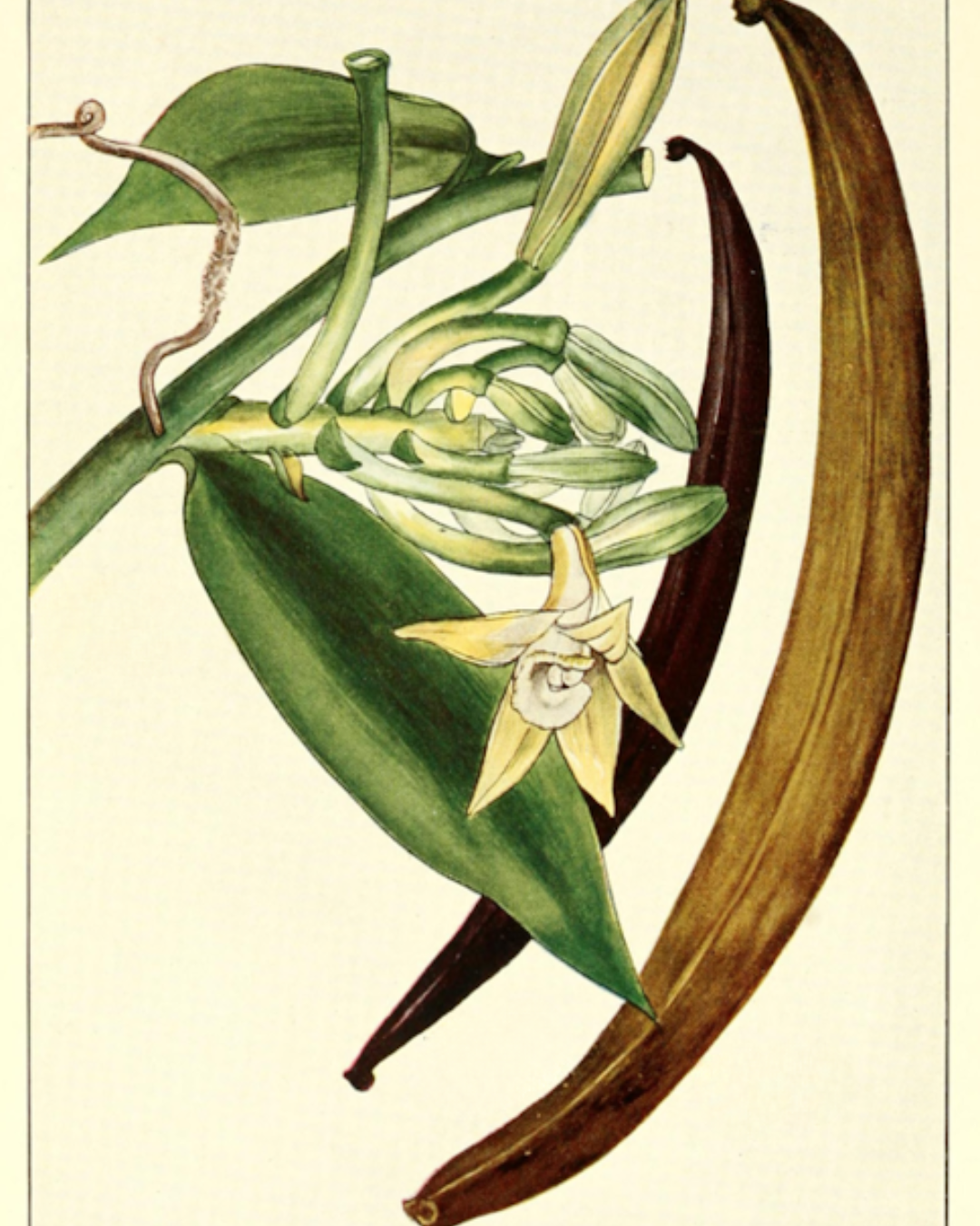 Illustration botanique de Vanille