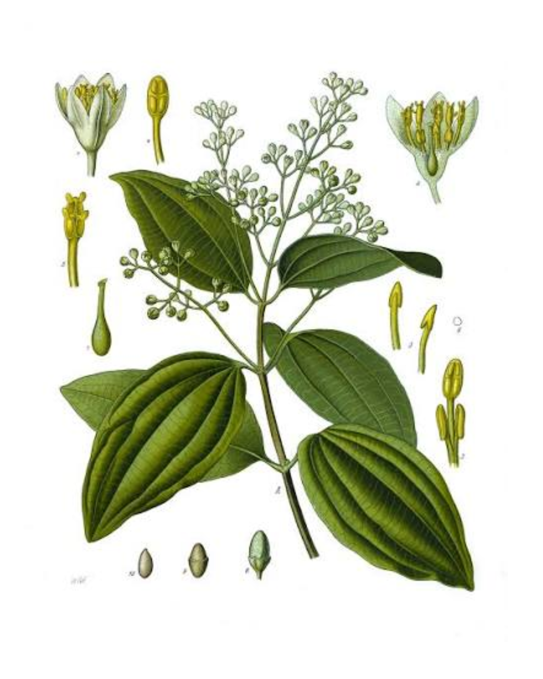 Illustration botanique de Cannelle de Ceylan