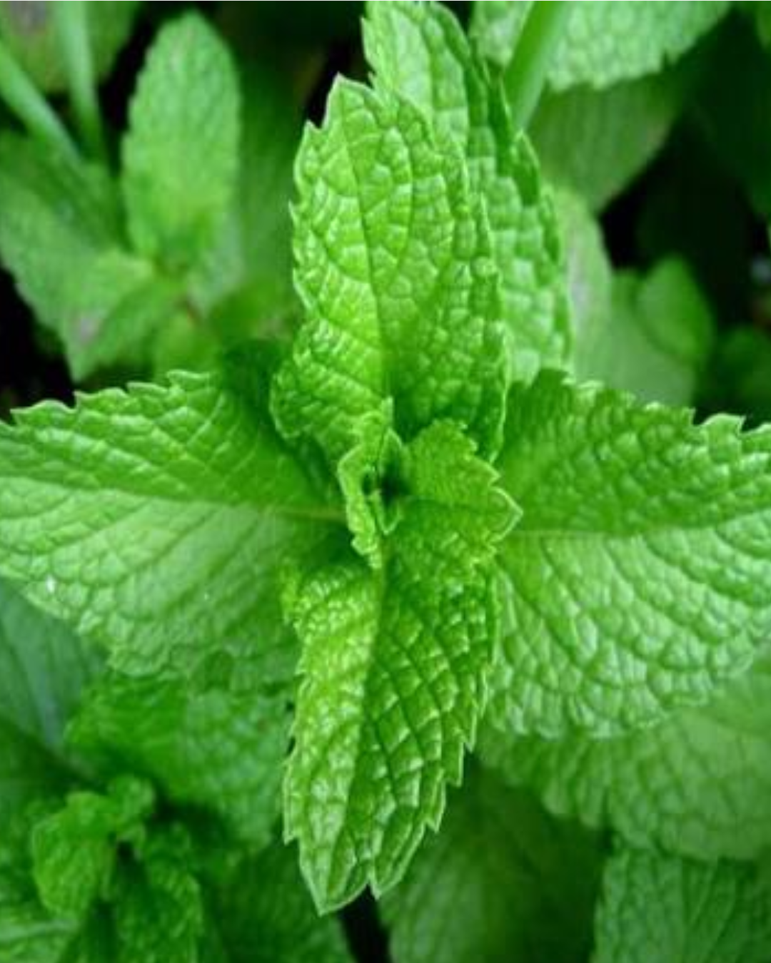 Menthe poivrée