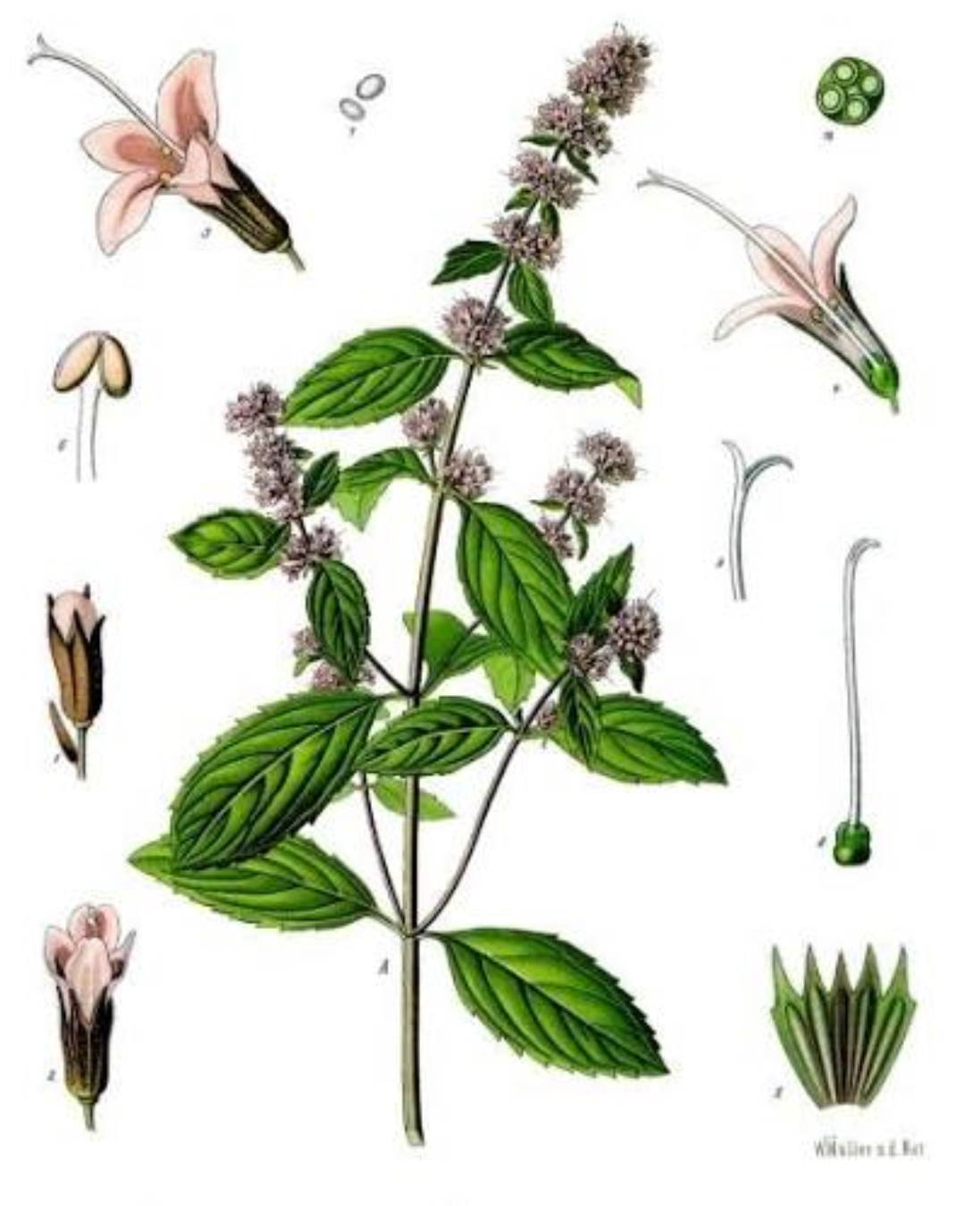 Illustration botanique de Menthe poivrée