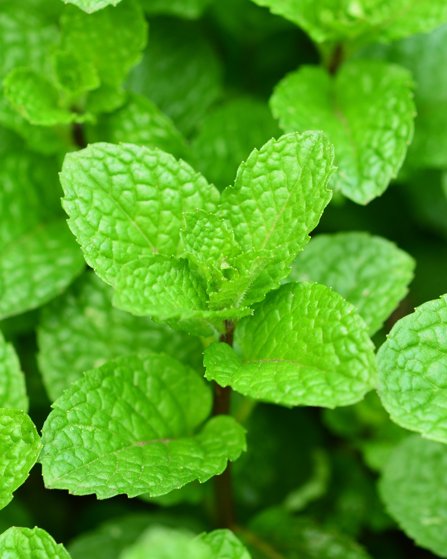 Menthe verte