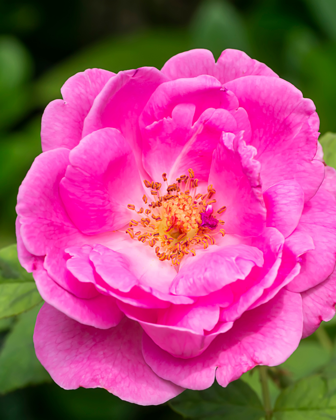 Rose de Damas