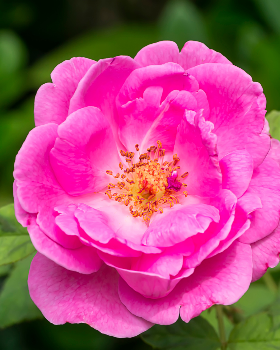 Rose de Damas