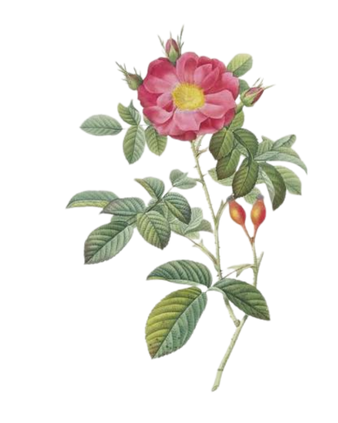 Illustration botanique de Rose de Damas