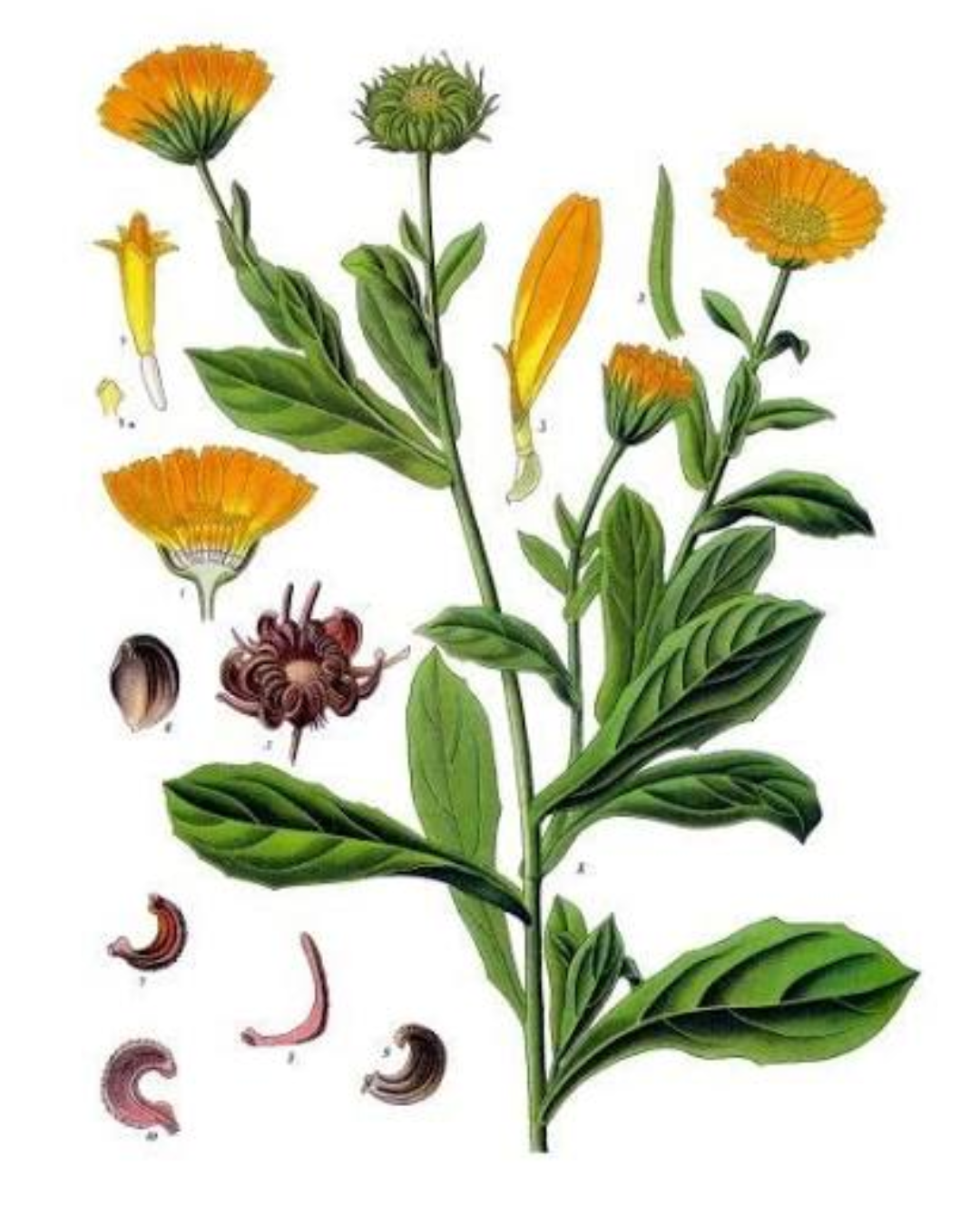 Illustration botanique de Souci