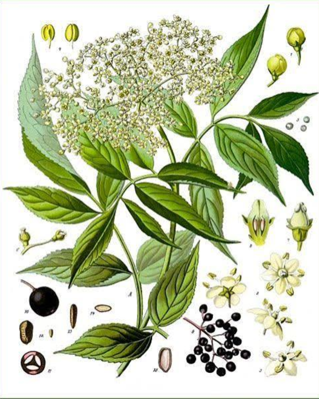 Illustration botanique de Sureau noir